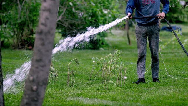 Worker in dirty clothes waters lawn. Employee uses garden hose to irrigate bushes. Man holds irrigation system to spray water over grass