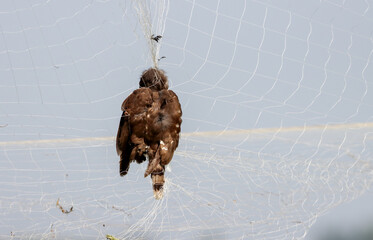 dead bird on net.this photo was taken from Bangladesh.
