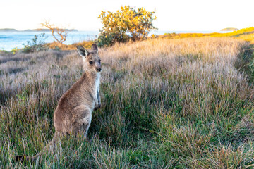 cute grey kangaroo feeding on the grass in look at me now headland near emerald beach, new south wales, australia