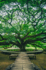famous tourist attraction Giant Monky Pod Tree in Kanchanaburi Thailand