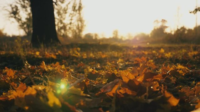 Yellow autumn leaves falling on forest lawn. Bright sunset light illuminates fallen foliage. Beautiful autumn landscape. Blurred background. Colorful fall season. Slow motion Dolly shot