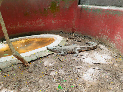 Crocodiles Resting at Crocodile Farm in guindy national park at chennai.