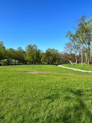 beautiful park scene with Green meadow against the backdrop of a deciduous forest and a clear blue sky on a sunny day with a birch in the middle ground. High quality photo. 23 may 2023, Russia