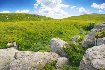 stones and rocks on the grassy alpine meadow. summer mountain landscape on a sunny day. view in to the distant mountain