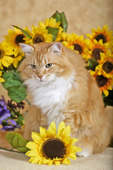 Ginger tabby Cat in front of sunflowers, looking alert.