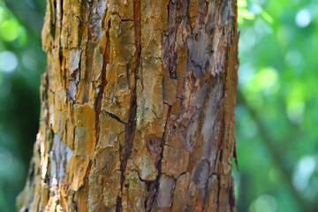 Trentepohlia umbrina algae on apple tree trunk. Algae causing brown coloration of tree bark.