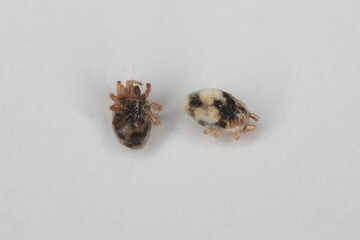 Pigeon mites, tick Argas (Argasidae). that frequently occur in these birds and may also present health hazard for domestic animals and humans.