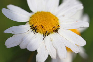 Obraz premium Thrips (Suocerathrips lingus), on ox-eye daisy flower (Leucanthemum vulgare). These are crop pests that cause extensive damage.