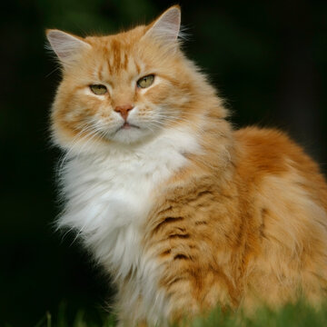 portrait of a beautiful ginger tabby Cat , fluffy coat, white chest, looking at camera.