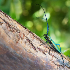 The musk beetle (Aromia moschata) is a Eurasian species of longhorn beetle belonging to the subfamily Cerambycidae, sitting on a tree branch on green blurred background