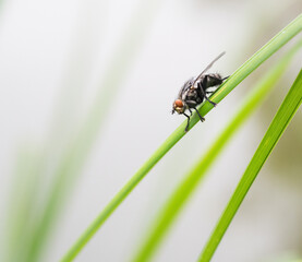 fly on a blade of grass