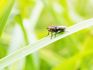 fly on a blade of grass