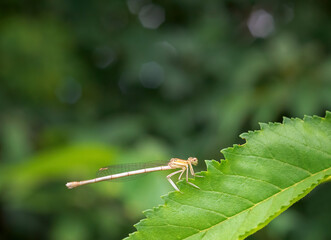 Damselfly on a leaf