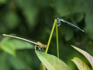 Two damselflys Calopteryx splendens sitting on a blade of grass