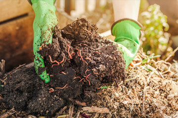 Compost Worms. Recycling Waste into Eco Fertilizer. Worms in Compost Pile in Garden. Humus as...