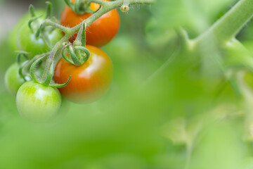 トマトを育てる