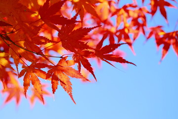かえでの紅葉のクローズアップ　青空背景