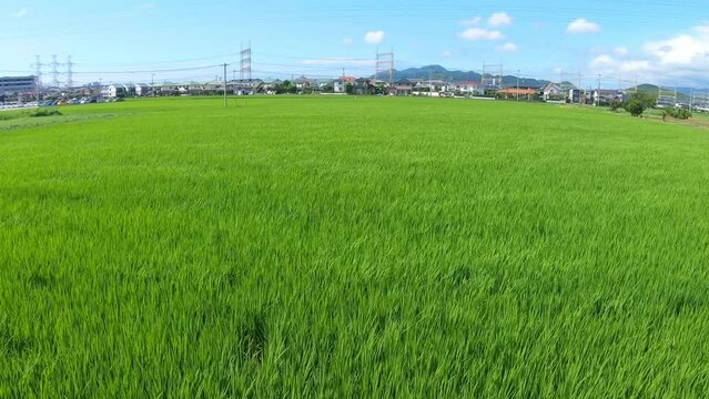 風に揺れる青々した水田の稲、野原、草原イメージ
