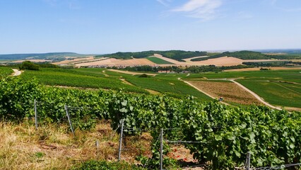 Fototapeta na wymiar Vue sur les vignes du vignoble champenois,dans la Marne France Europe