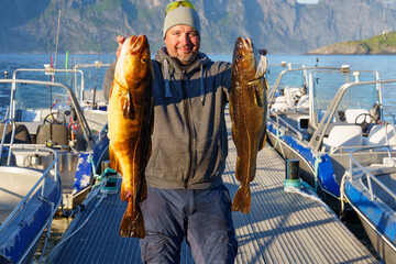 Fisherman with big cod fish. A Norwegian fisherman has caught a large Cod fish in Norwegian Fjord...
