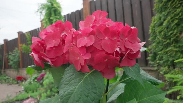 Blooming hydrangea in the garden. Bright red, coral hydrangea in full bloom. Bouquet of hydrangea. HDR BT2020 HLG Material.