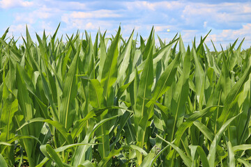 Obraz premium Fields with young green corn