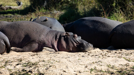 a hippo pod resting on the beach