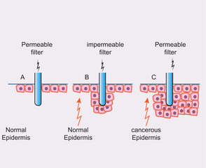 Cell division and reproduction, reproduction in living things, division, reproduction