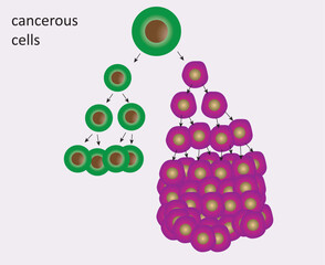 Cell division and reproduction, reproduction in living things, division, reproduction