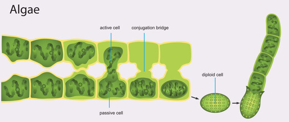 Cell division and reproduction, reproduction in living things, division, reproduction