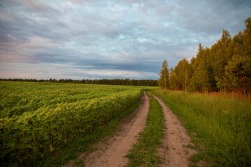 Fototapeta na wymiar Summer landscape - country road in sunflowers field