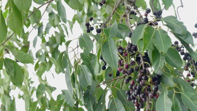 a cluster of java plum fruits and leaves in the tree swaying  daytime 4k 25p