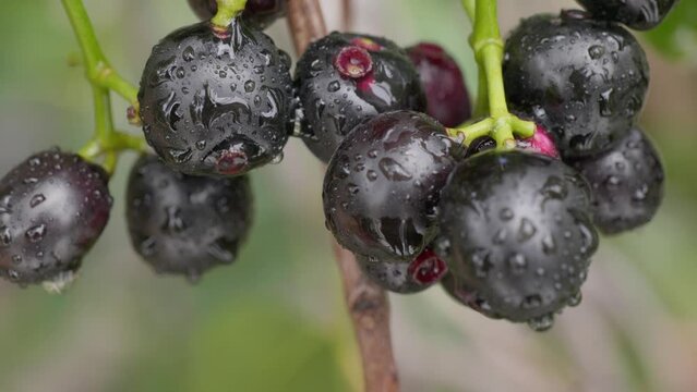 java plum cluster with  rain water drops close up shot 4k 25p