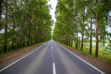 Fototapeta na wymiar Empty straight asphalt road through a birch thicket