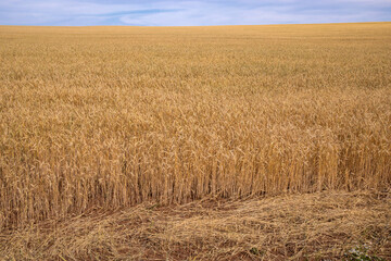 Golden ears of wheat field against the blue sky