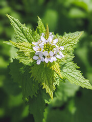 Close up white flowers of garlic mustard (Alliaria petiolata), family Brassicaceae, Cruciferae.