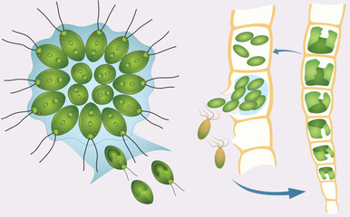 Cell division and reproduction, reproduction in living things, division, reproduction