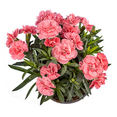 Pink carnation flower in pot