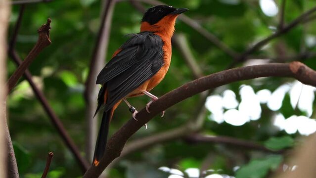 Snowy-crowned Robin-chat on tree branch