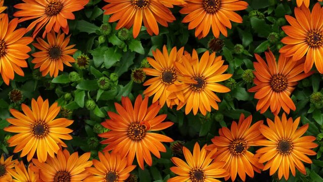 Orange Cape Marguerite or Osteospermum ecklonis, Dimorphotheca, Cape daisy flowers as a natural floral background.