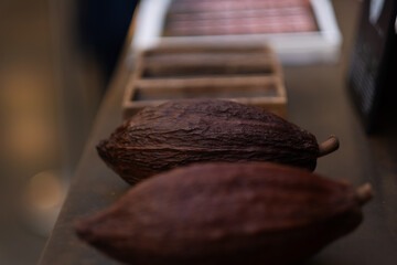 Dry cacao fruit on a table. The fruit contains the cacao seeds that are used to make chocolate.