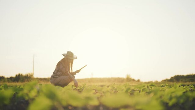 Botanist agronomist woman with tablet works on farm field checks plants growth collects data. Scientist engineer conducts research of plant cultivation. Tractor on background at sunset. Farmland life.