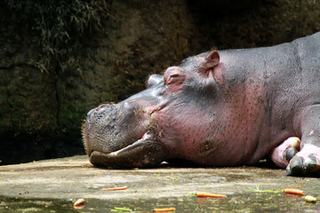 Hippopotamus in the water waiting some food in the zoo
