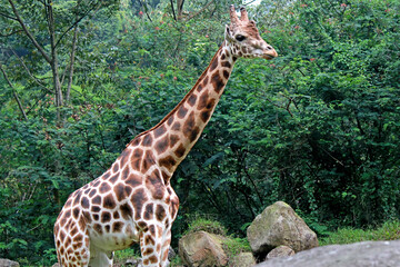 Big giraffe looking for mate