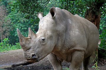 Big rhino waiting for a mate