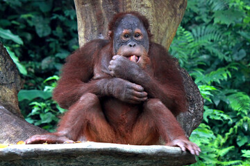 Orangutan sitting in the big stone