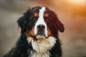 Bernese Mountain Dog. Adorable Cute Young male Of Bernese Mountain Dog Standing In The Park in the...