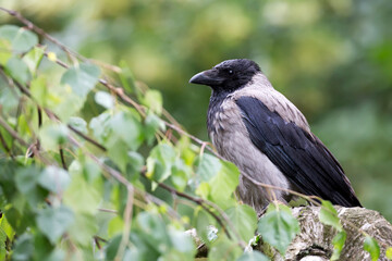 Fototapeta premium Hooded crow in the forest
