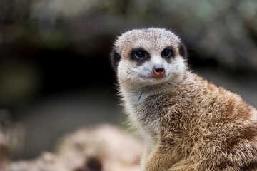 Meerkat a portrait