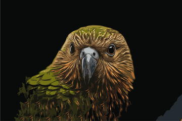 illustration of a close-up portrait of a kakapo bird with green plumage on a black background